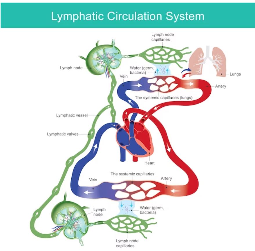 The Dynamic Duo: Unveiling the Synergy of Movement and Lymphatic System Detoxification